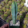 Blue Myrtle Cactus - Myrtillocactus geometrizans