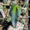 Blue Myrtle Cactus - Myrtillocactus geometrizans