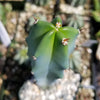 Blue Myrtle Cactus - Myrtillocactus geometrizans