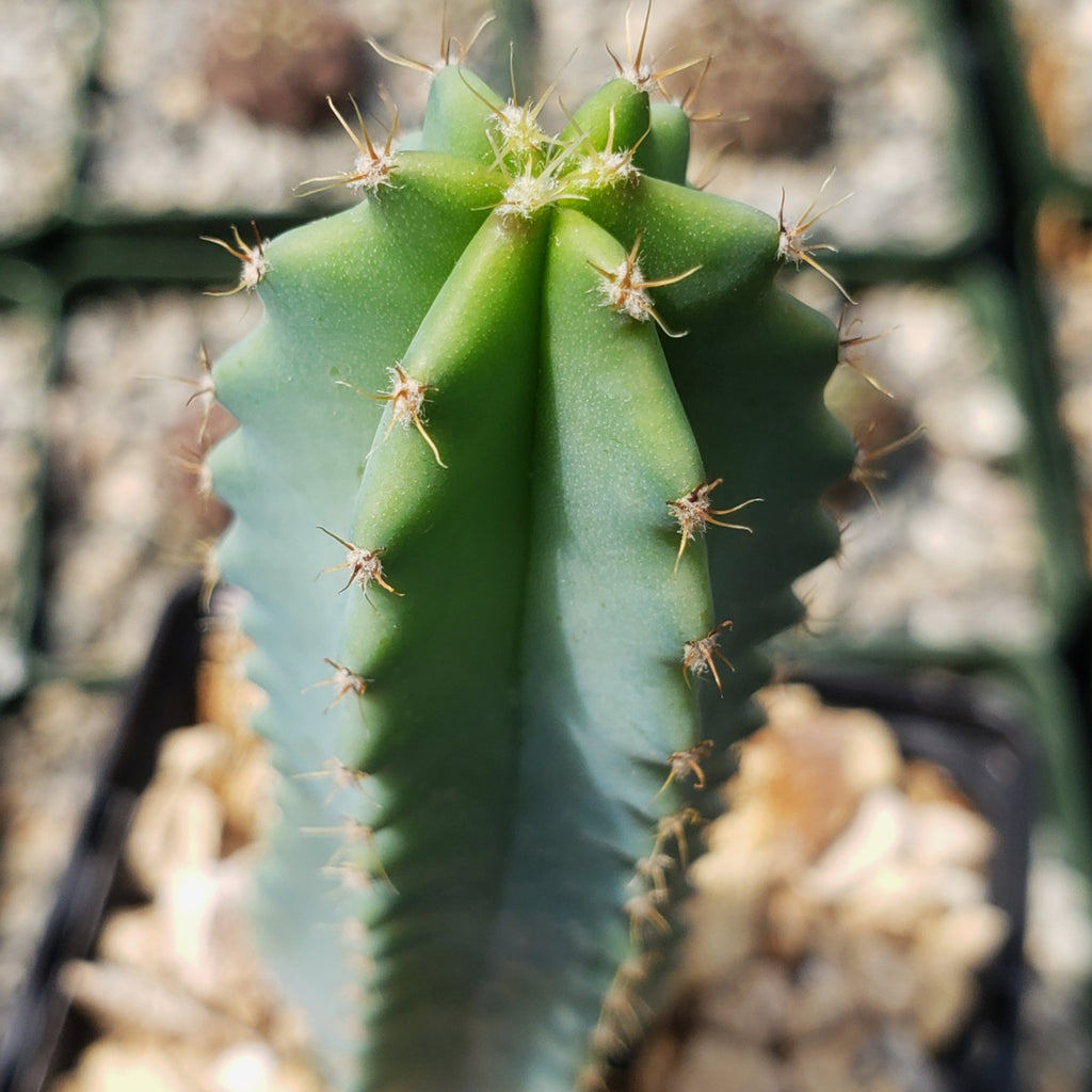 Myrtillocactus geometrizans elite