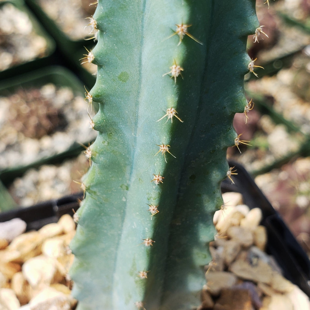 Myrtillocactus geometrizans elite