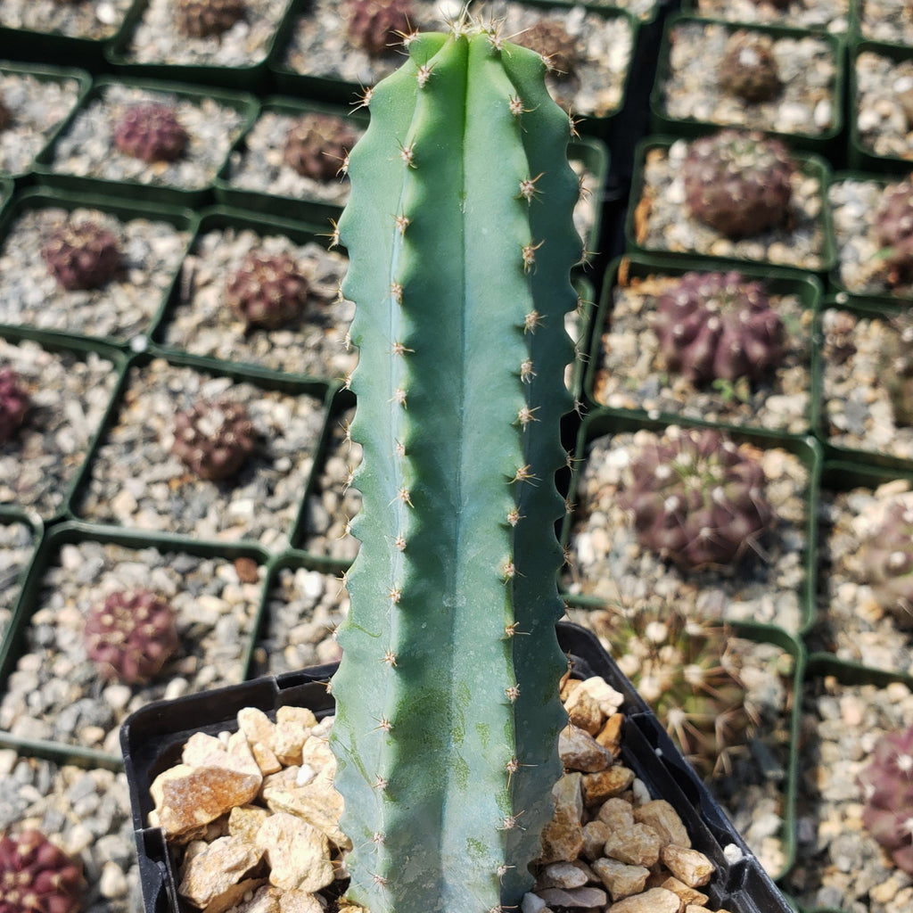 Myrtillocactus geometrizans elite
