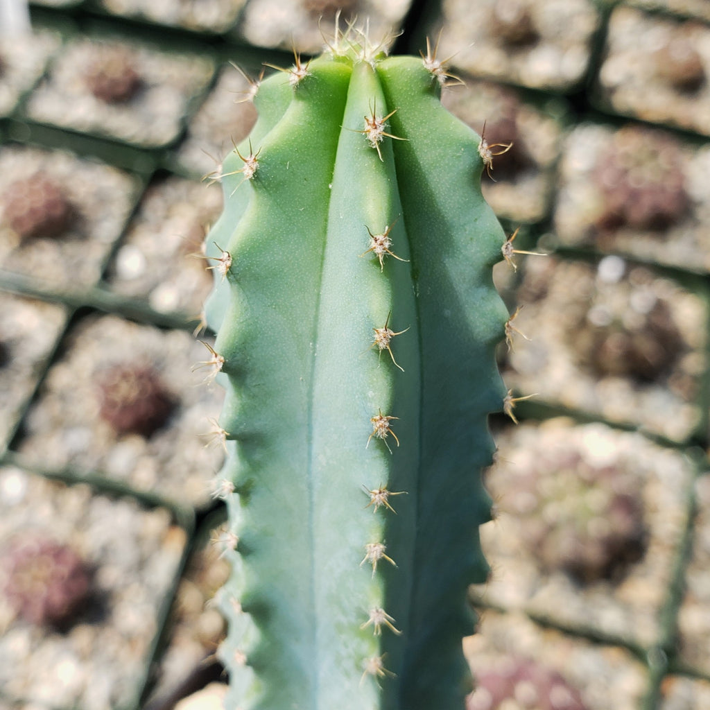 Myrtillocactus geometrizans elite