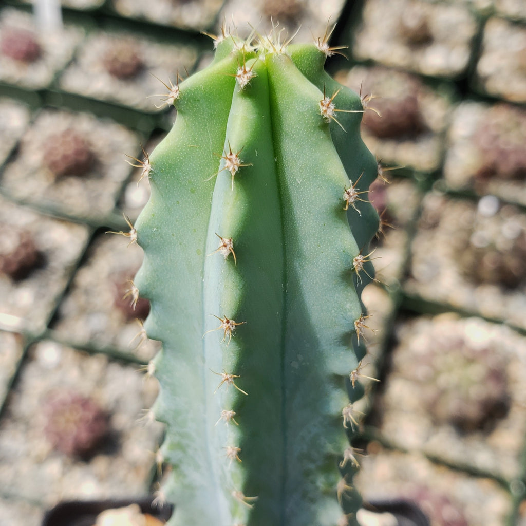 Myrtillocactus geometrizans elite