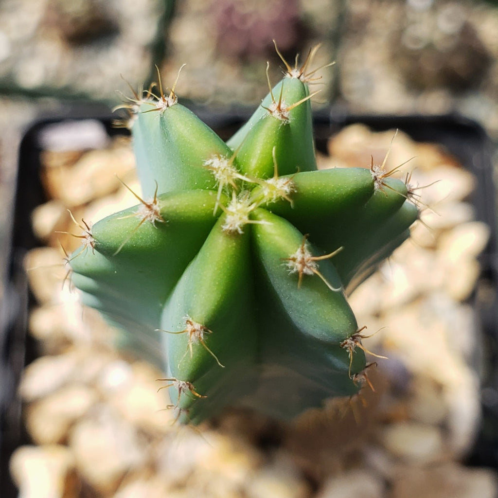 Myrtillocactus geometrizans elite
