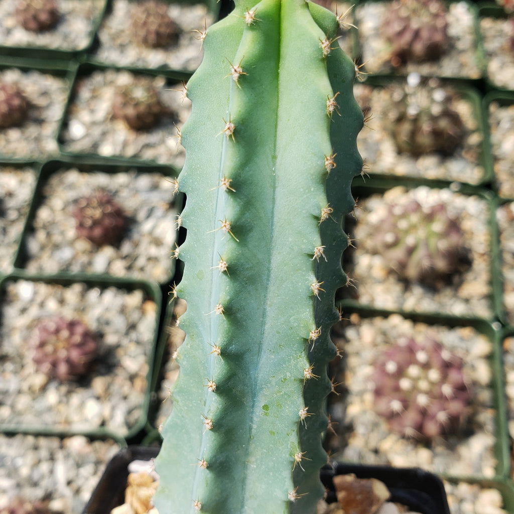 Myrtillocactus geometrizans elite