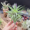 Tillandsia Neglecta