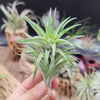 Tillandsia Neglecta