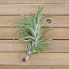 Tillandsia Neglecta