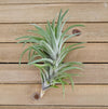 Tillandsia Neglecta