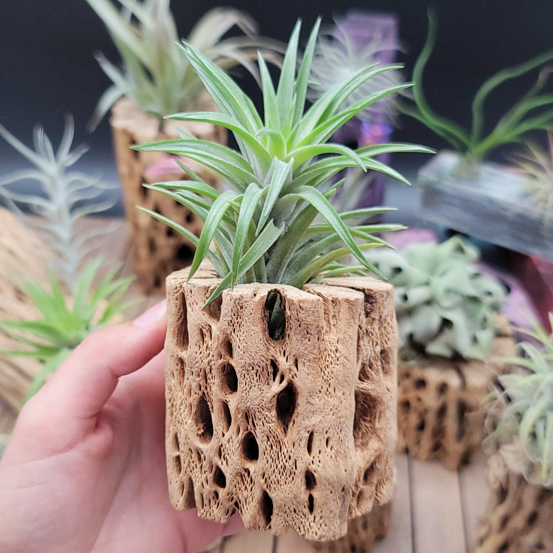 Tillandsia Neglecta Air Plant | Shop Online | Planet Desert