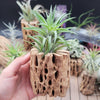 Tillandsia Neglecta