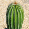 Golden Saguaro ‘Neobuxbaumia polylopha’