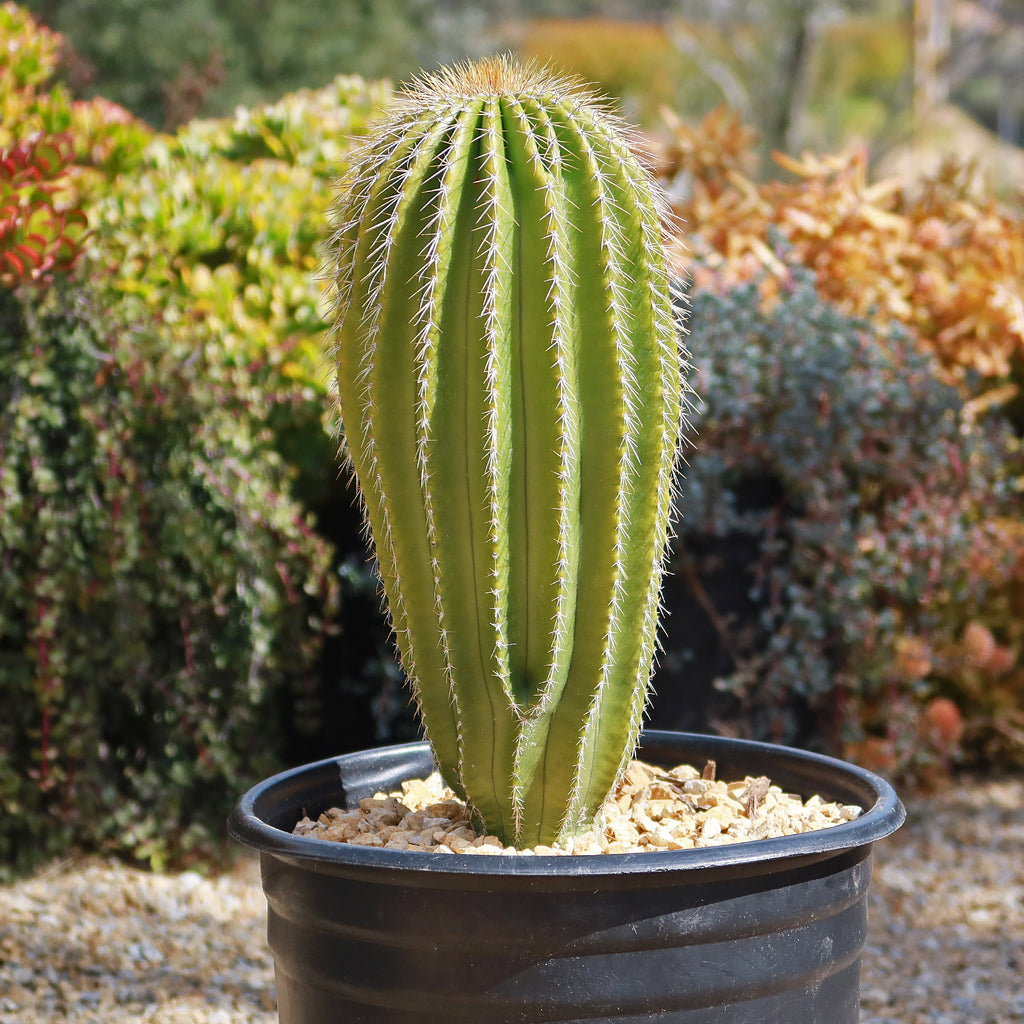 Golden Saguaro ‘Neobuxbaumia polylopha’