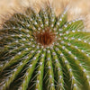 Golden Saguaro ‘Neobuxbaumia polylopha’