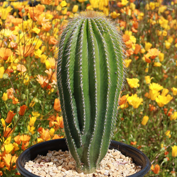 Shop 'Neobuxbaumia polylopha – Golden Saguaro Cactus' Care and