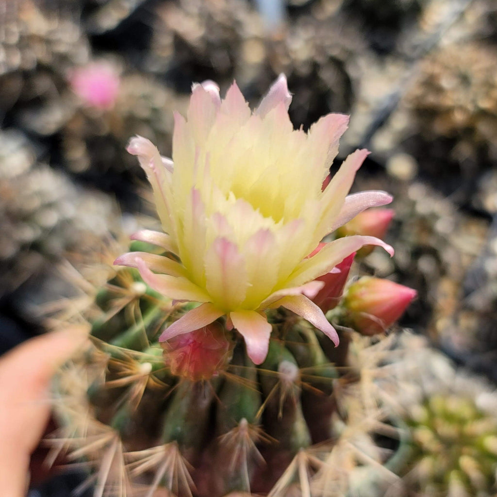 Neochilenia chilensis flaviflora