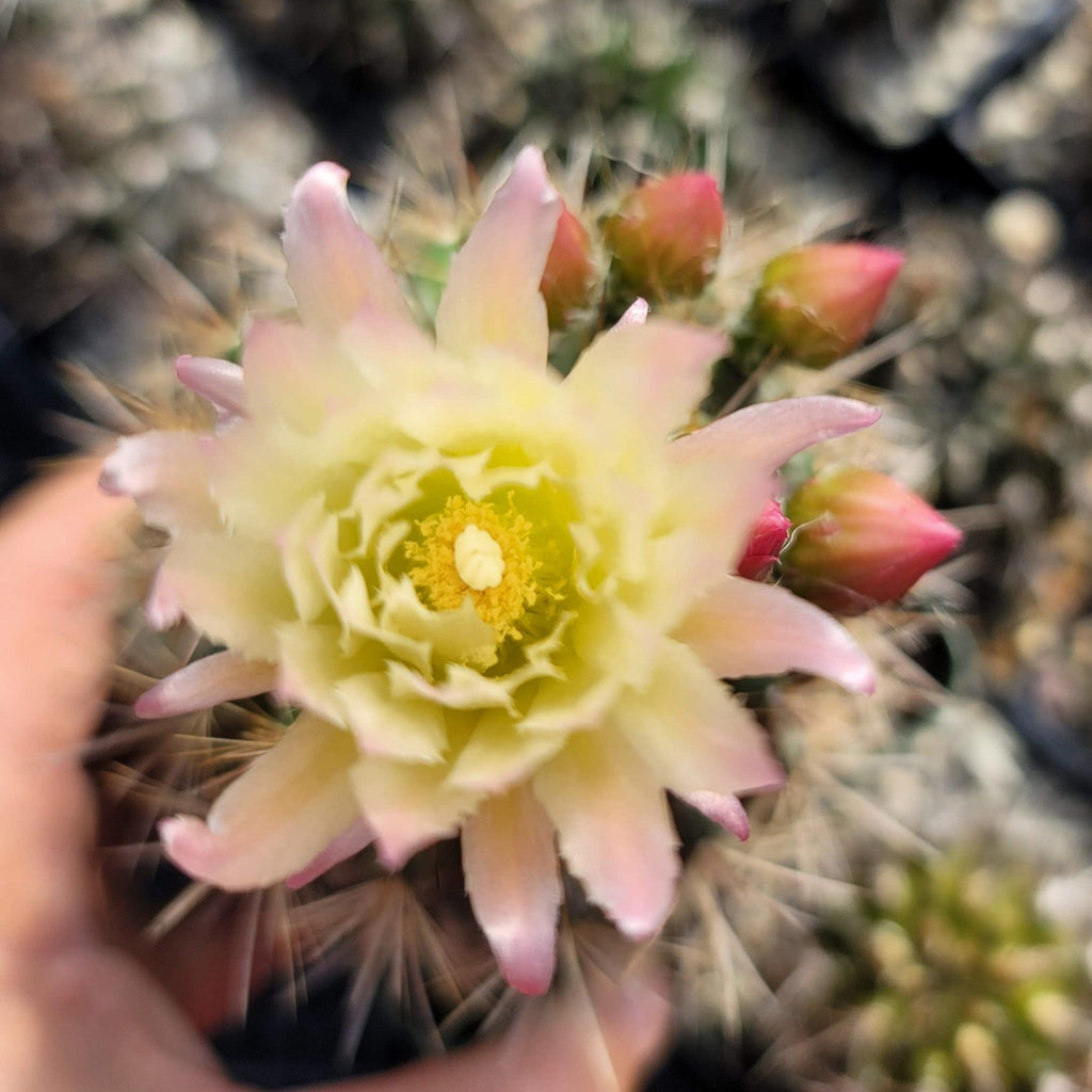 Neochilenia chilensis flaviflora