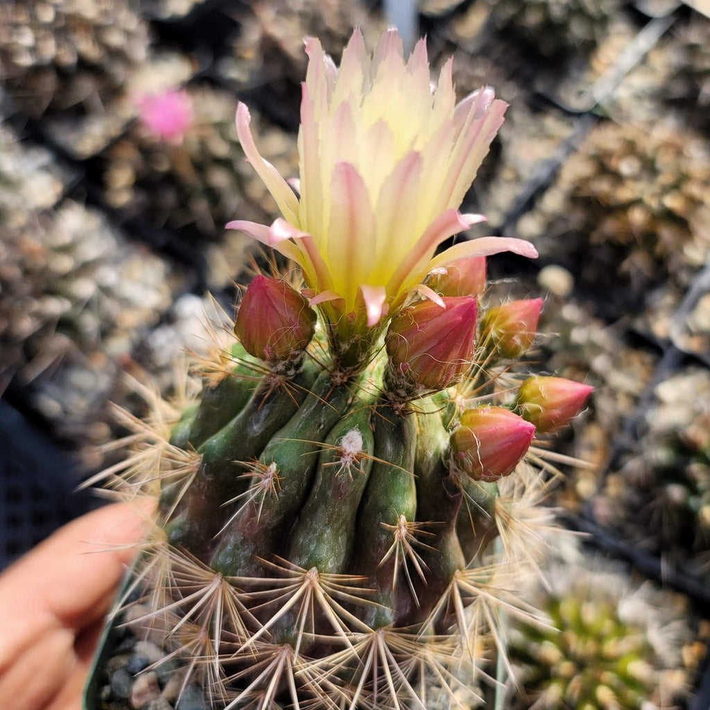 Neochilenia chilensis flaviflora