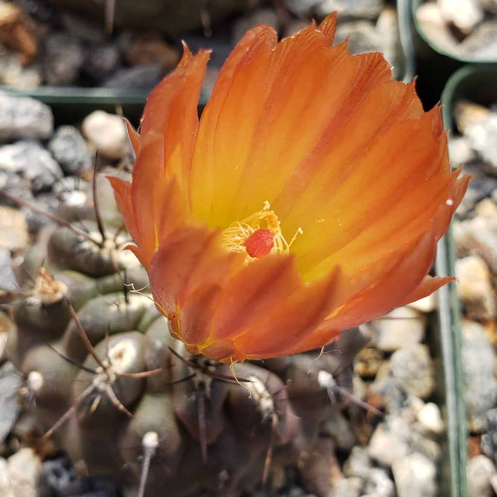 Neochilenia setosiflora