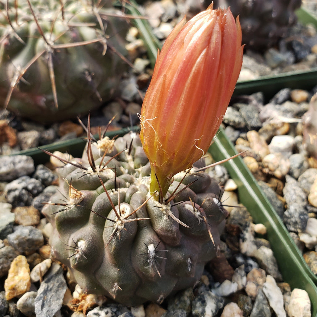 Neochilenia setosiflora