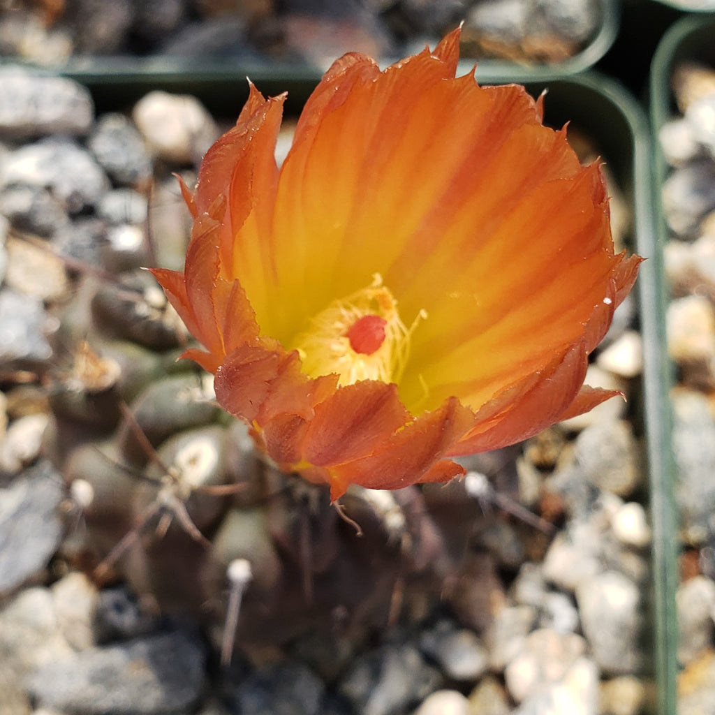 Neochilenia setosiflora