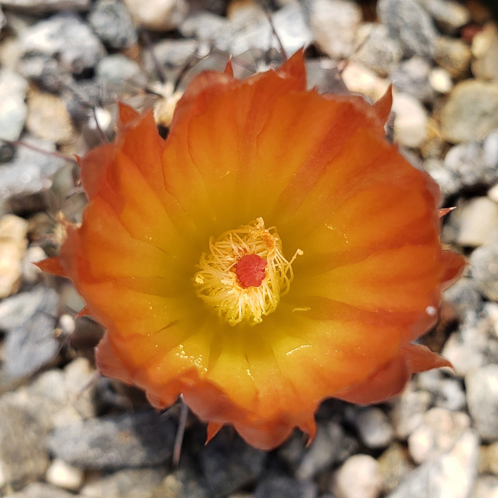 Neochilenia setosiflora