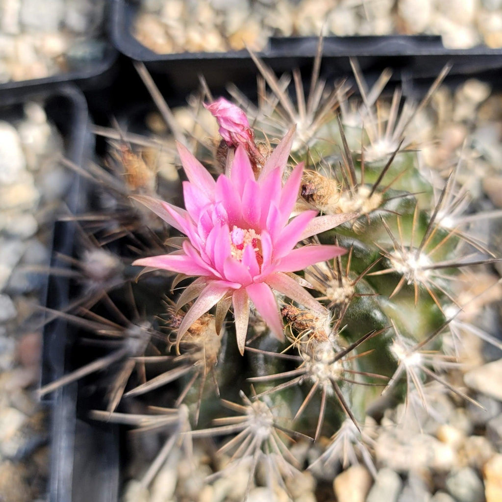 Neoporteria Violaciflora