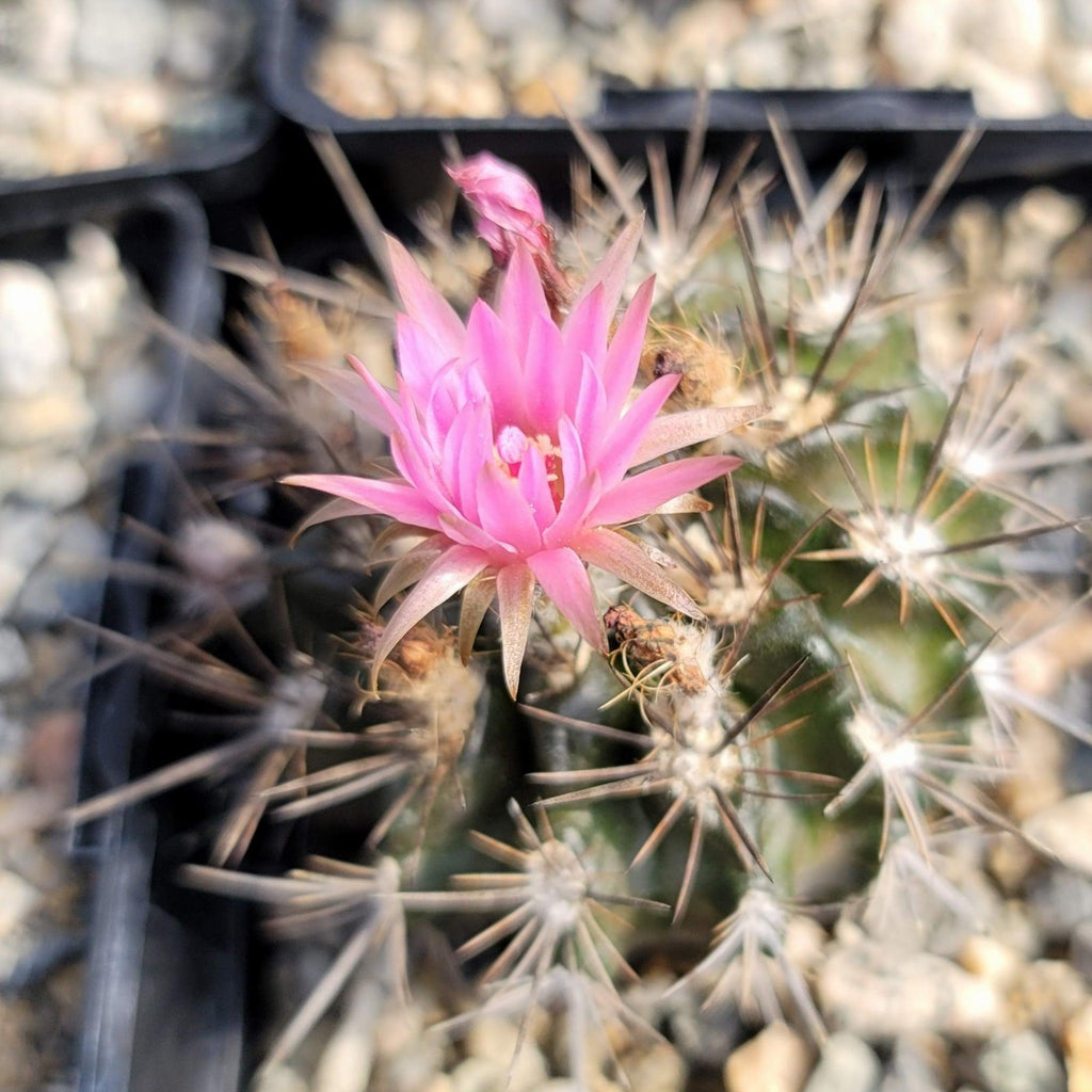 Neoporteria Violaciflora