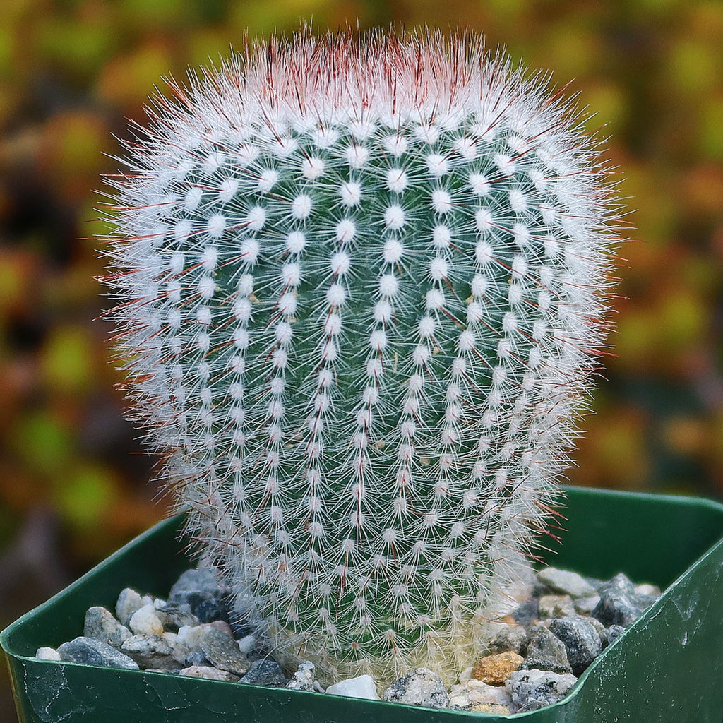 Notocactus scopa rubra