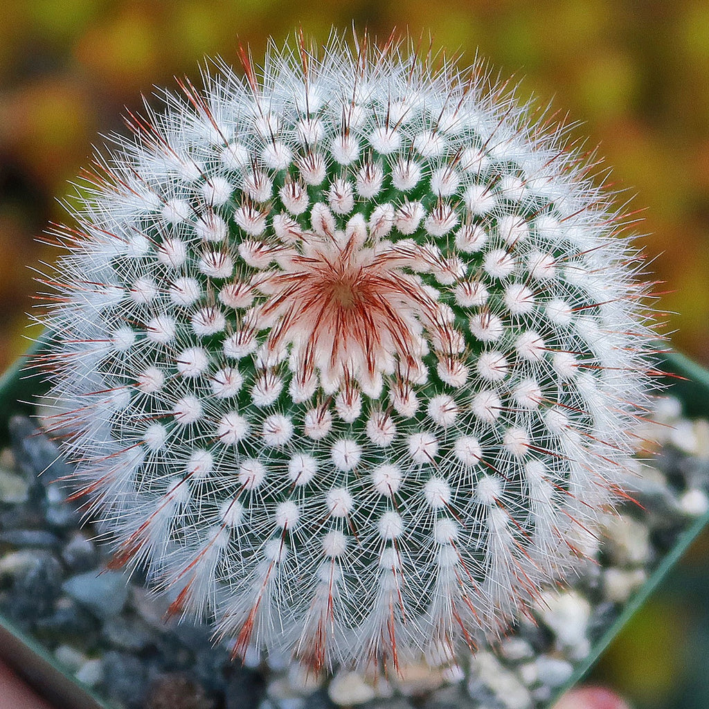 Notocactus scopa rubra