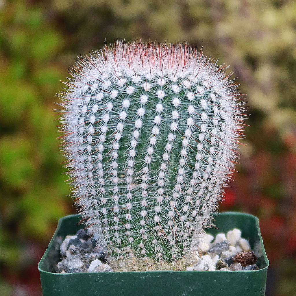Notocactus scopa rubra