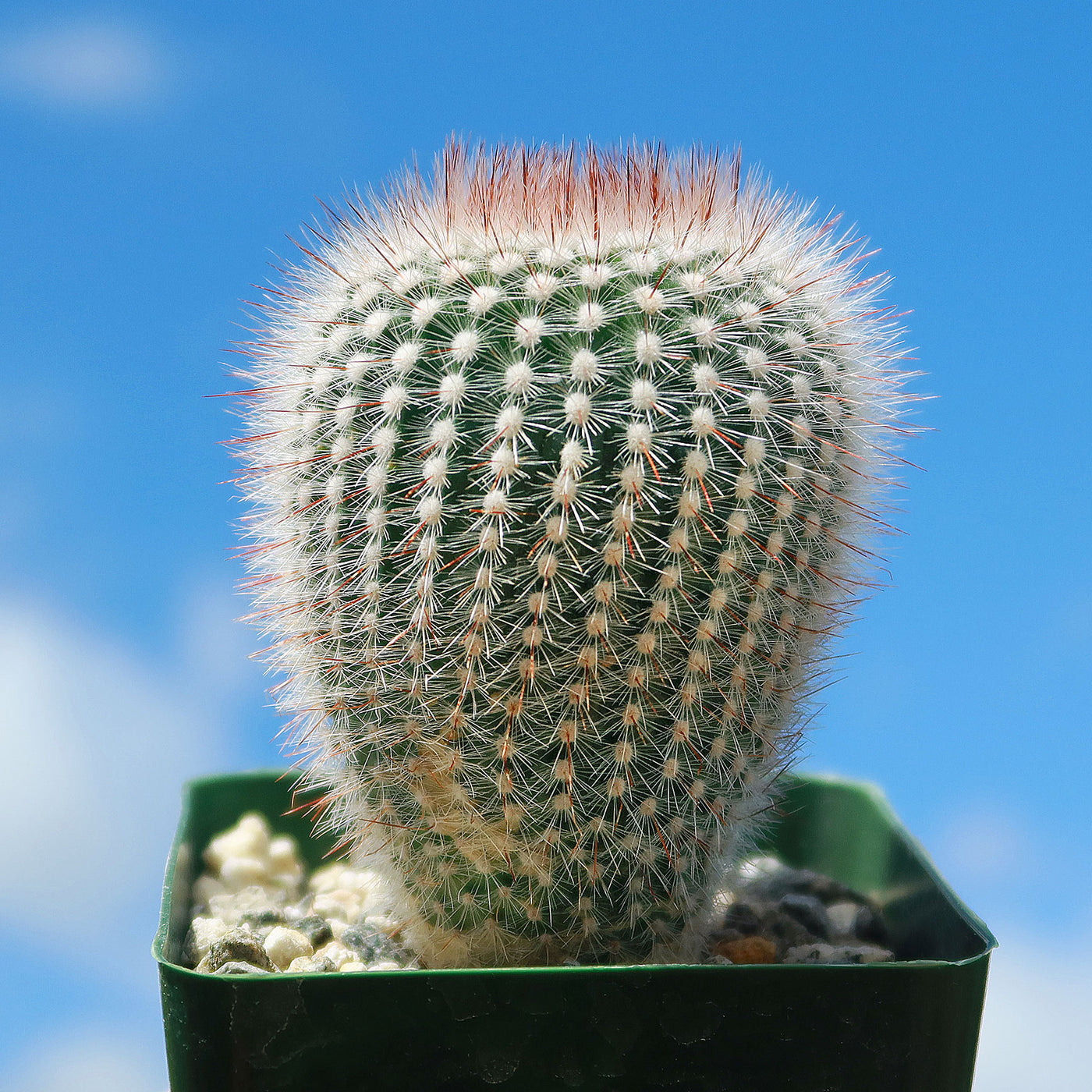 Notocactus scopa rubra