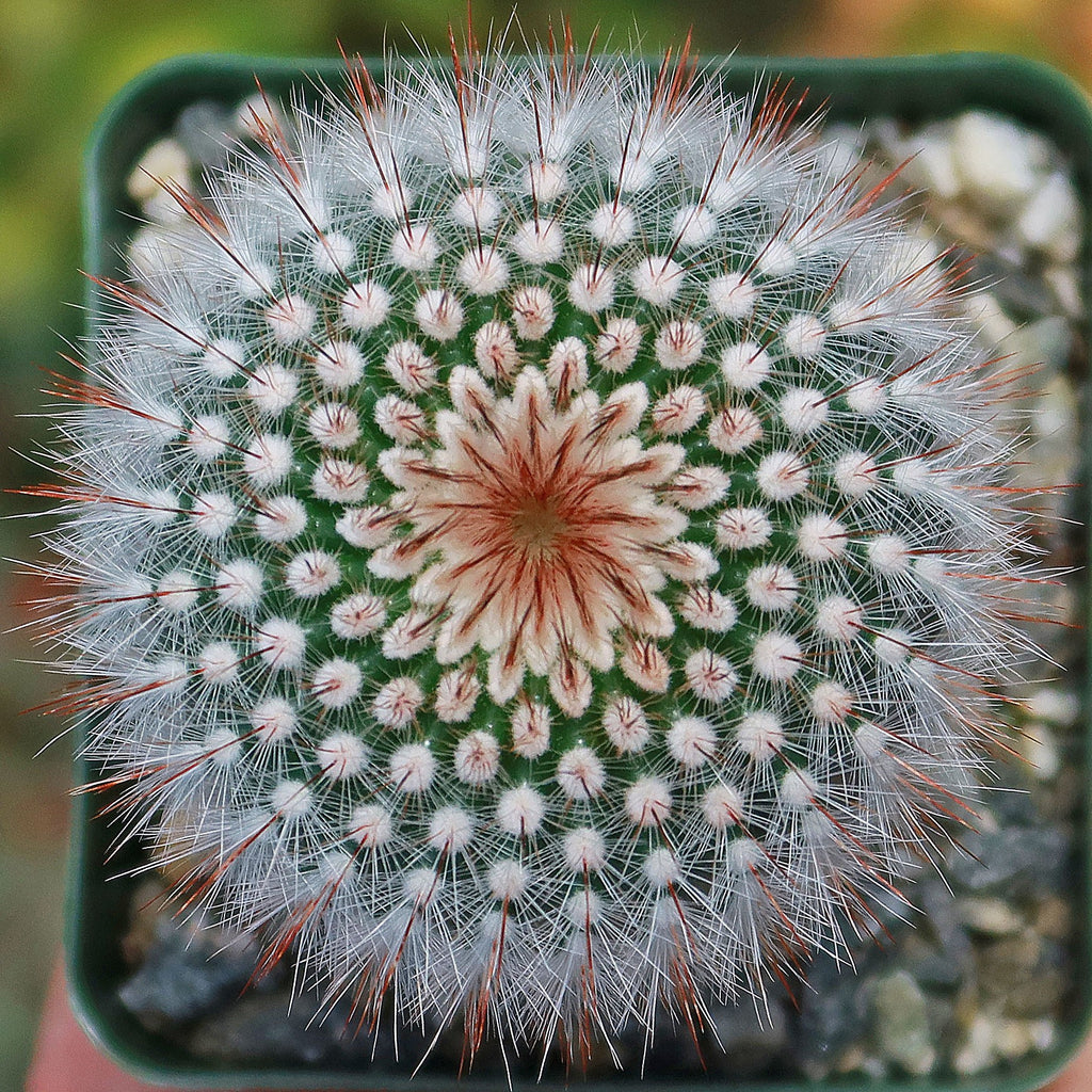 Notocactus scopa rubra