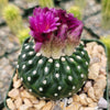 Notocactus Uebelmannianus Inermis