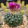 Notocactus Uebelmannianus Inermis