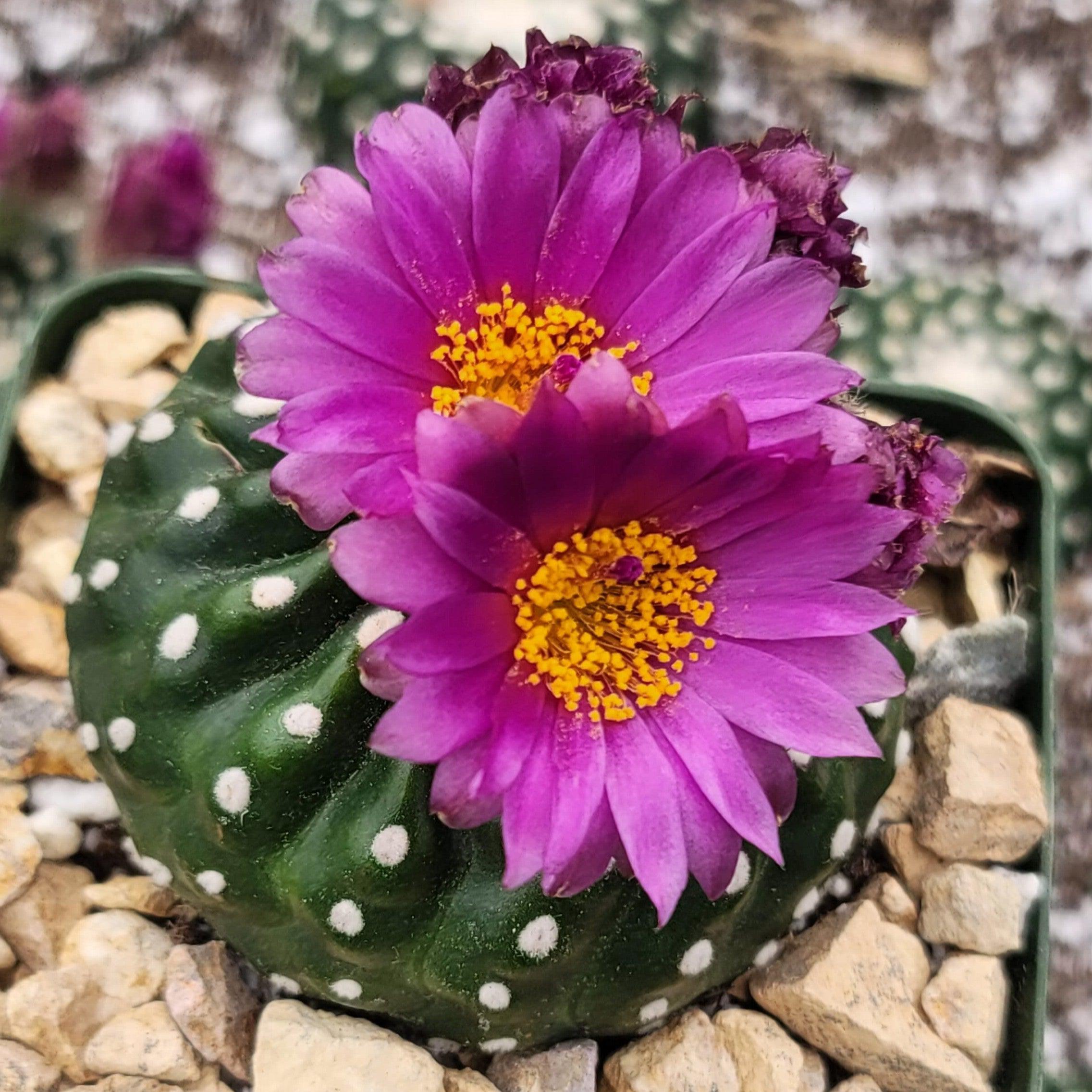 Notocactus Uebelmannianus Inermis