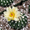 Notocactus Uebelmannianus Inermis