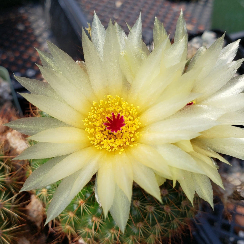 Notocactus werdermannianus