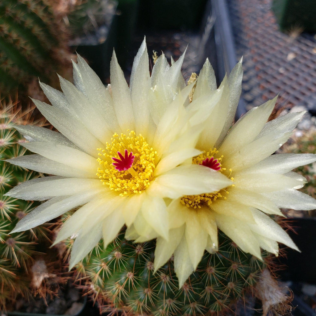 Notocactus werdermannianus
