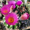 Notocactus crassigibbus