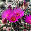 Notocactus crassigibbus