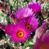 Notocactus crassigibbus