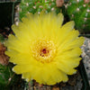 Notocactus parodia militaris