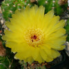 Notocactus parodia militaris