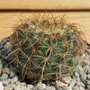 2 inch Notocactus Amiguetii