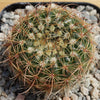 2 inch Notocactus Amiguetii