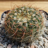 2 inch Notocactus Amiguetii