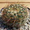 2 inch Notocactus Amiguetii