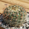 2 inch Notocactus Amiguetii